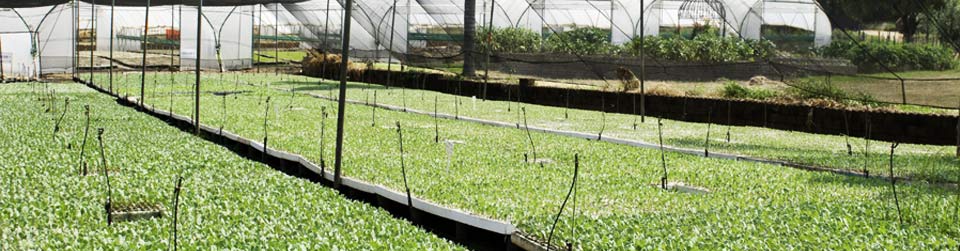 Roman chamomile seedling